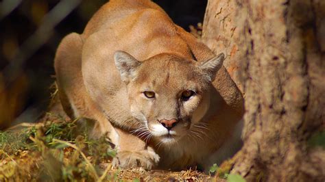 Arizona Cougars Looking For Love Factory Sale | www.changeyourwindows.com