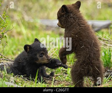 Black and Cinnamon Bear Cubs wrestling Stock Photo - Alamy