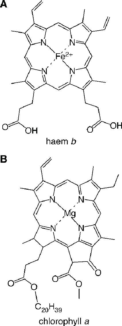 Recent Overview Of The Mg Branch Of The Tetrapyrrole