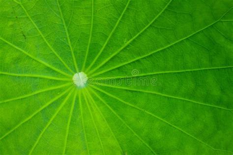 Lotus leaf. Texture of lotus leaf green, detail #Sponsored , #affiliate, #sponsored, #leaf, # ...