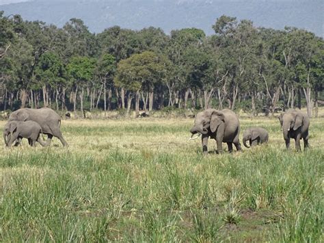 elephants - Kenya Safaris and Holiday Tours