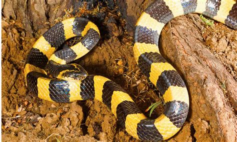 Banded Krait Animal Facts | Bungarus fasciatus - AZ Animals