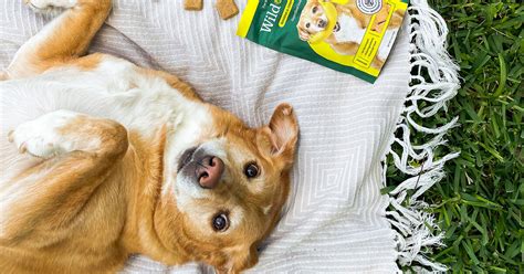 A Fully Vegan Line of Dog Food and Treats Just Launched at a National ...