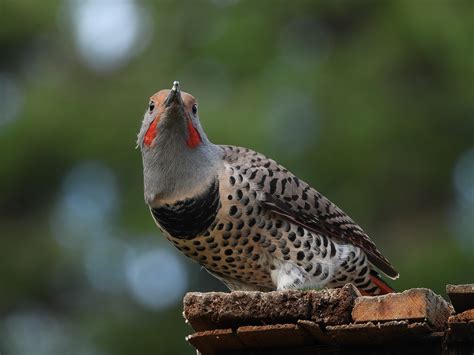 Gilded Flicker Guide (Colaptes Chrysoides) - Birding Insider