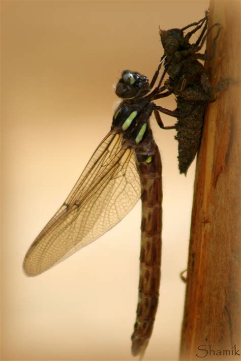 Shamik Photography ~ Devoted to the Natural Elements: Dragonfly Metamorphosis