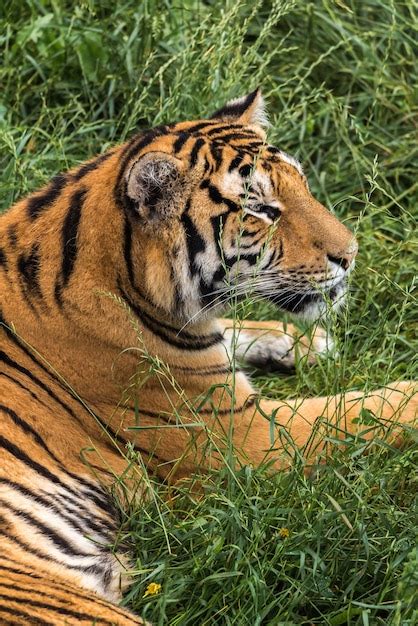 Premium Photo | Tiger on the green grass