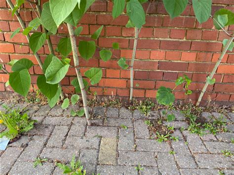 How Much Does Japanese Knotweed Devalue Property?