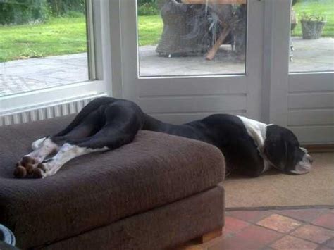 The 10 Most Awkward Great Dane Sleeping Positions