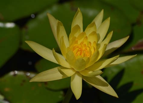 A flower I liked at Fairchild Gardens in Miami | Flowers, Photo, Plants