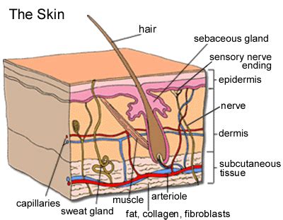 Anatomy of the skin | Children's Wisconsin