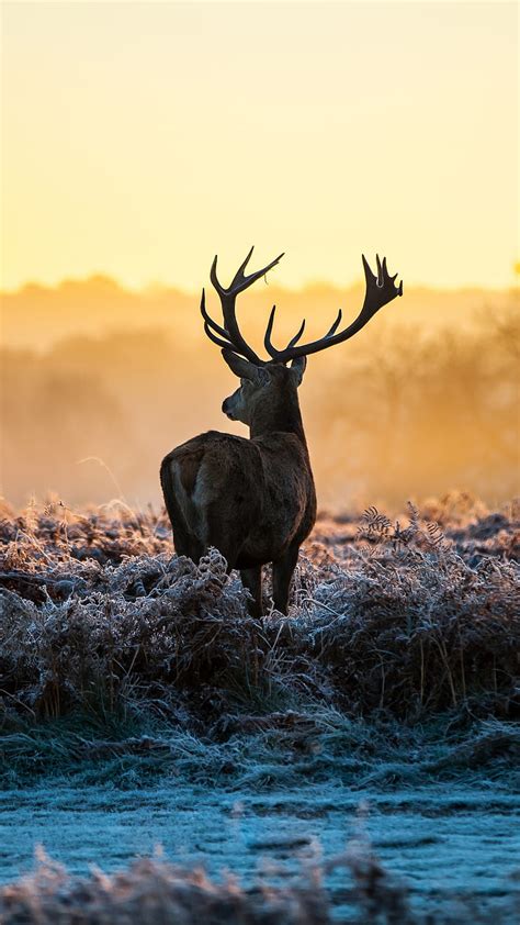 Reindeer, 2018, animals, colors, forest, landscape, mountain, qled ...