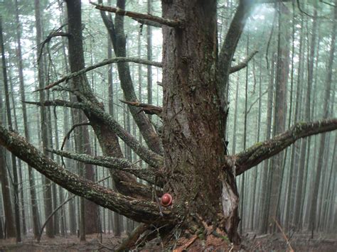 Trees in Grants Pass, Oregon | Trees in Grants Pass, Oregon … | Flickr