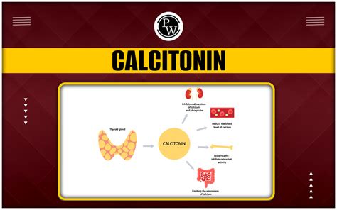 Calcitonin - Functions, Uses, Significance, And Calcitriol