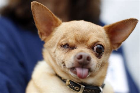 15 Photos Of The Most Adorable "Ugly" Dogs