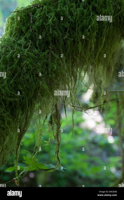 Hanging moss hi-res stock photography and images - Alamy