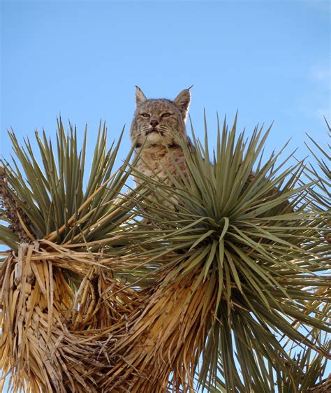 Joshua Tree residents fight to curb bobcat trapping | Independent ...