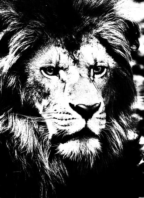 High-contrast black and white image of a lion | Photography contests, Photoshop pics, Animal ...