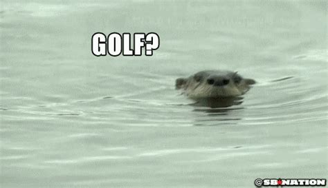 Otter GIFs - Find & Share on GIPHY