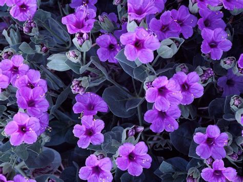 🔥 [100+] Wallpapers with Violets | WallpaperSafari