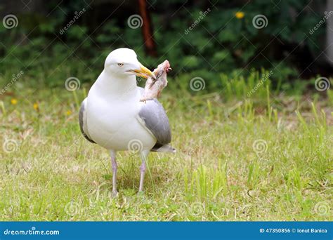 Seagull Eating Fish Stock Photography | CartoonDealer.com #155122850