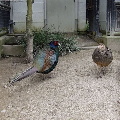 Green pheasant | Pheasant, Green, National animal