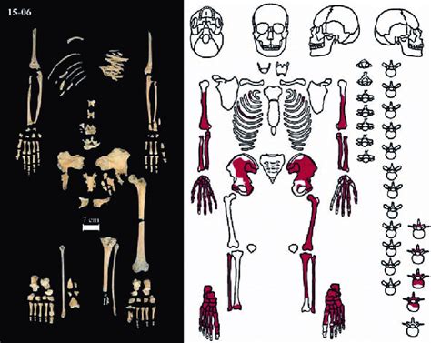 Human skeletal remains (left) of Feature 15-06 and schematic (right;... | Download Scientific ...