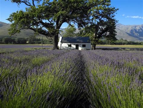 Franschhoek Lavender field | Franschhoek Wine Valley | Flickr