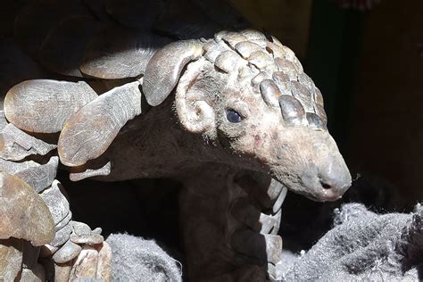 Midrand pangolin poaching case delayed | The Citizen