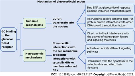 Corticosteroids Mechanism Of Action