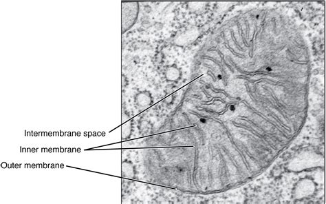 Mitochondria - Structure - Function - TeachMePhysiology