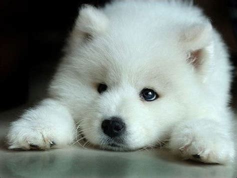 Samoyed Puppy | Cute Puppy Pictures