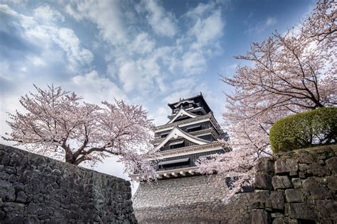 Kumamoto Castle Cherry Blossoms | The Official Kumamoto Prefecture Website: More, More, Kuma-Motto!