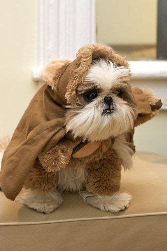 17 Costumes That Prove Shih Tzus Always Win At Halloween