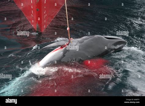 Minke Whale Hunting