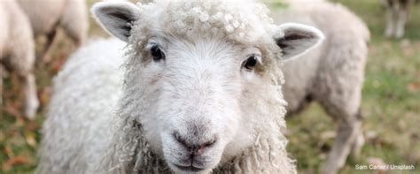 Woolcool – Sustainable packaging made from sheep’s wool – ecosistant