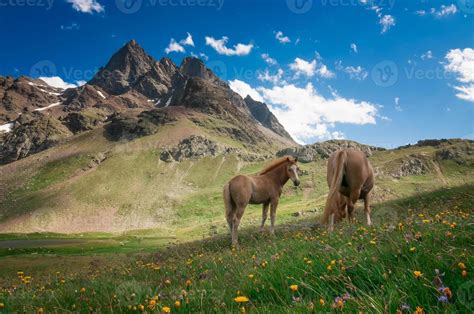 Wild horses in the mountains 14377638 Stock Photo at Vecteezy