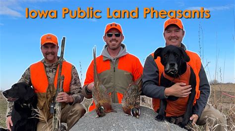 Iowa Public Land Pheasant Hunt - Finding Pressured Birds With Pointing ...