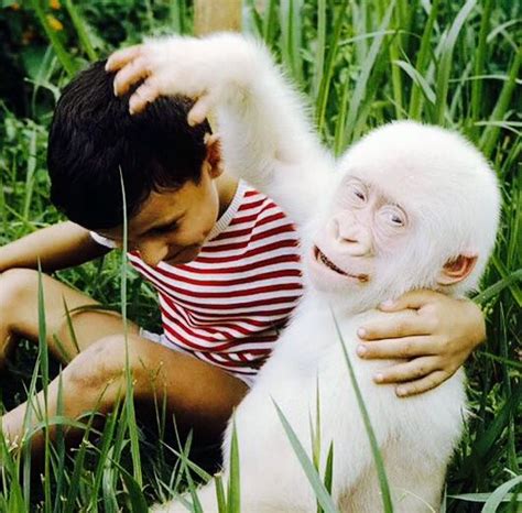 Snowflake the white gorilla as a baby in the Barcelona Zoo in Spain ...