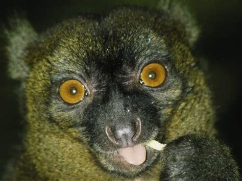 ENDANGERED SPECIES SPOTLIGHT: Greater Bamboo Lemur of Madagascar