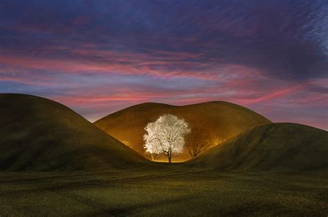 White Tree Wallpaper, HD Nature 4K Wallpapers, Images and Background ...