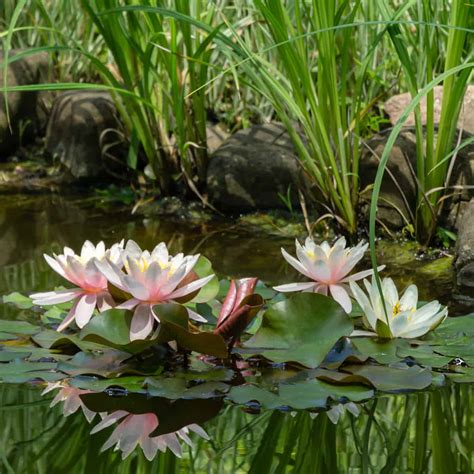 Caring for Pond Plants - Aquatics Unlimited