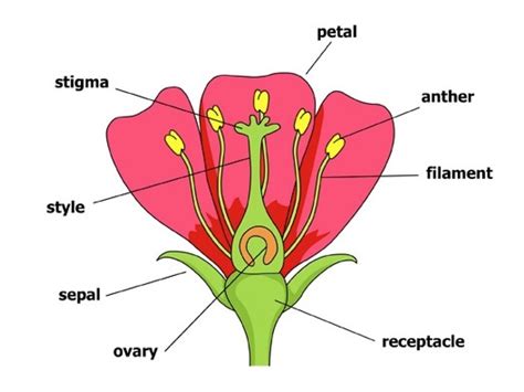 Pollination | Science, Plants, Environment | ShowMe