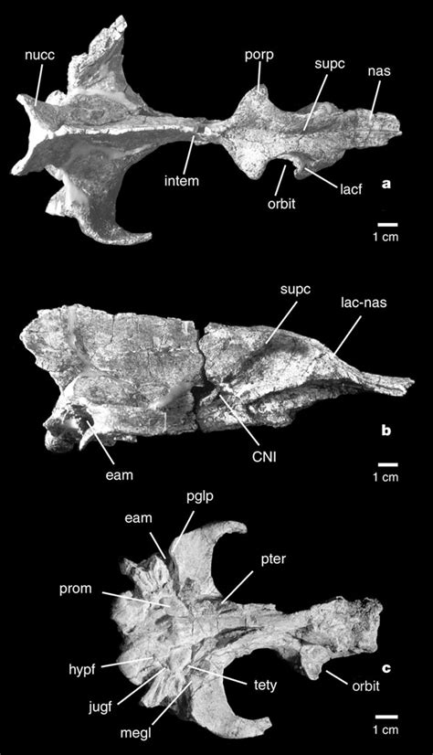 Skulls of the pakicetids Pakicetus (H-GSP 96231) in dorsal (a) and... | Download Scientific Diagram