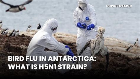 The H5N1 bird flu could wipe out thousands of penguins across ...