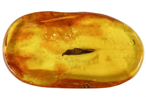 8mm Fossil Plant Leaf (Gymnosperm) In Baltic Amber (#102721) For Sale ...