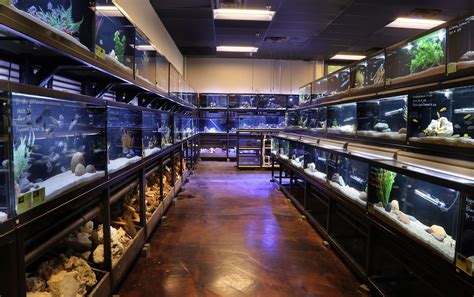 Freshwater Fish Department | Custom aquarium, Fish gallery, Fishing room