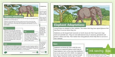 KS2 Elephant Adaptations Fact File (Teacher-Made) - Twinkl