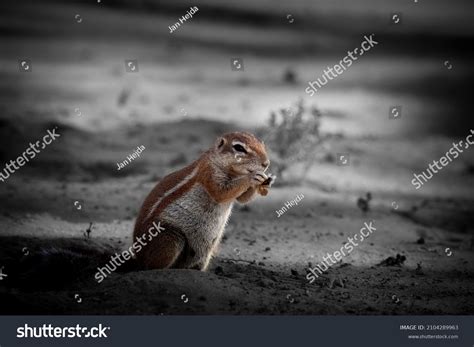 5,985 African squirrel Images, Stock Photos & Vectors | Shutterstock