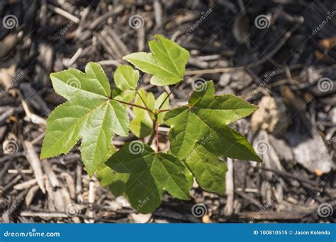 Maple Tree Seedling stock image. Image of maple, seedling - 100810515