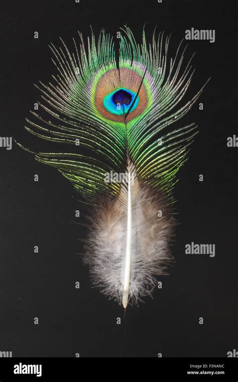 Green peafowl hi-res stock photography and images - Alamy